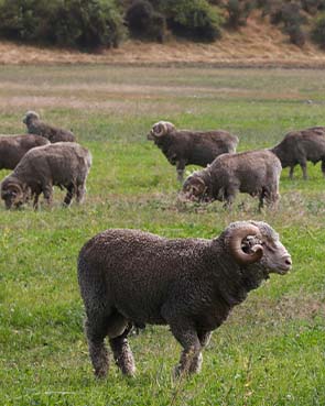 Merino Wool Sheep